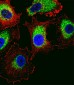 PTTG2 Antibody (Center)